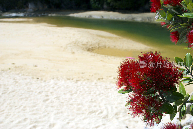 新西兰Pohutukawa &海景